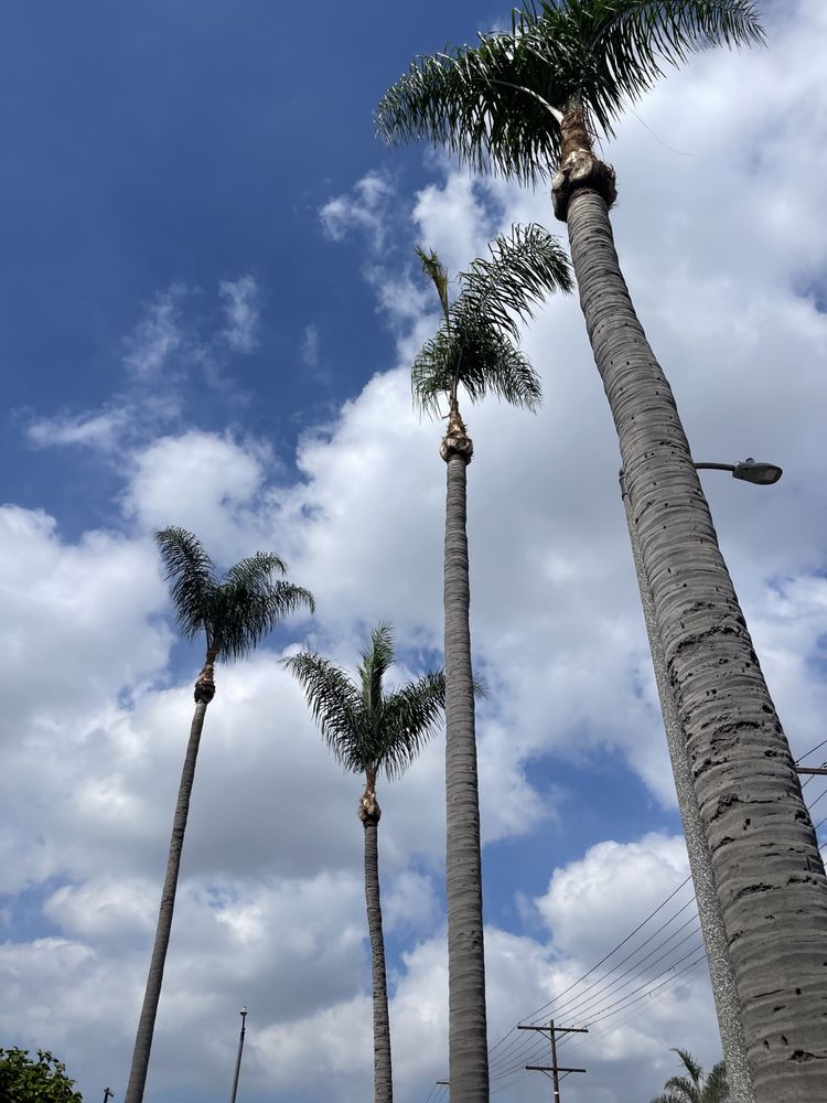 Think Green Tree Care