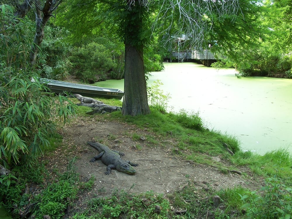 Audubon Zoo 609 Photos & 192 Reviews Zoo Audubon New Orleans