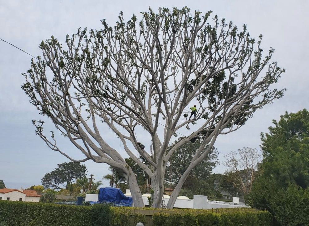 South California Arborists