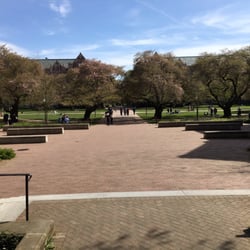 Cherry Blossoms