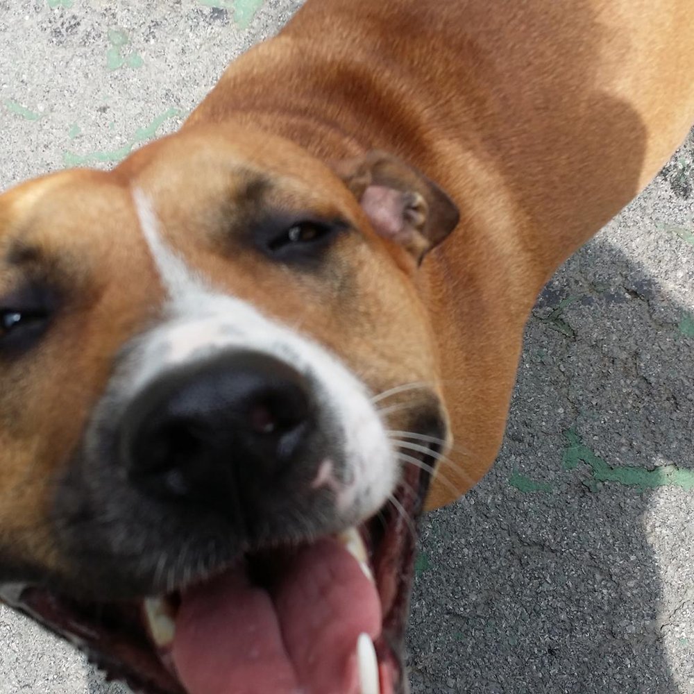 Dog Friendly Rochester Yelp