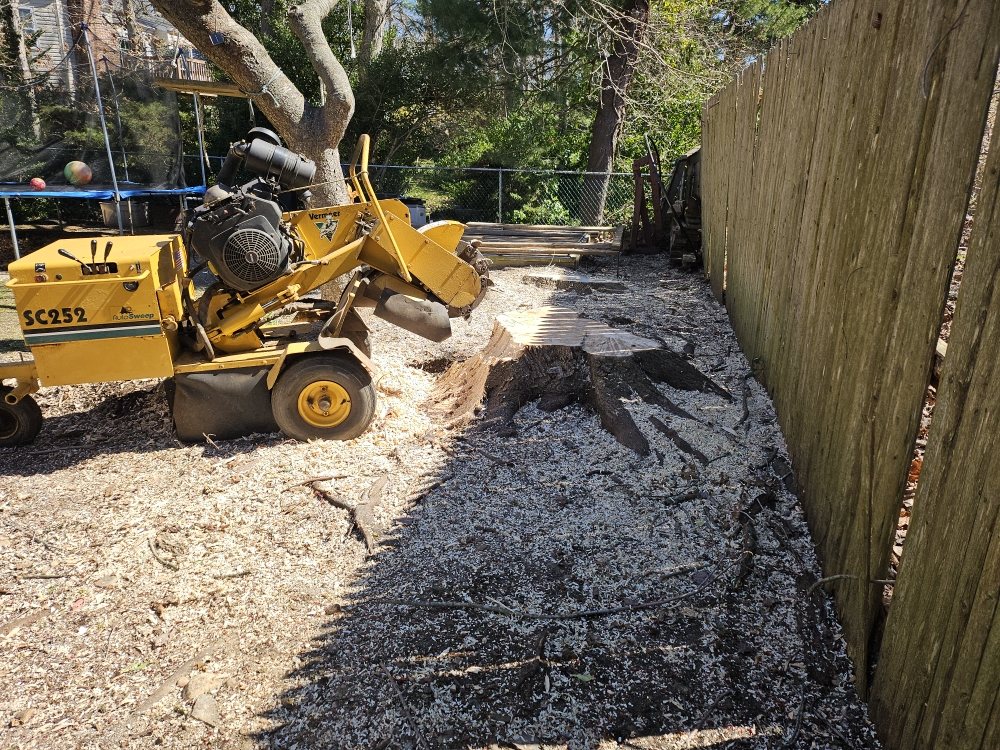 Mario's Tree Service
