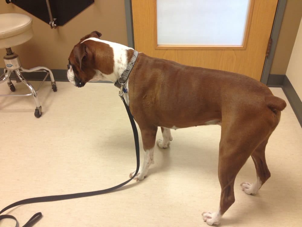 Animal Hospital of Parkland 12 Reviews Veterinarians 12212