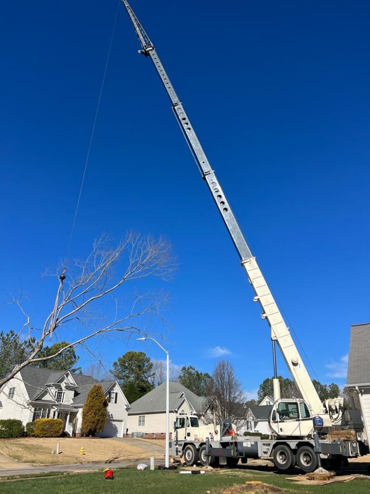 Molina's Tree Service And Landscaping