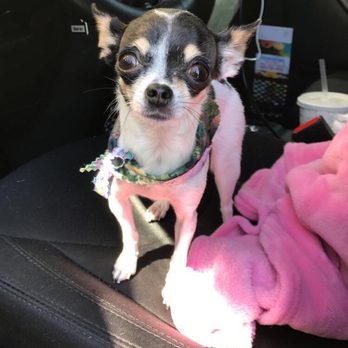 my pet garden 174 photos 345 reviews pet stores 2245 e colorado blvd pasadena ca phone number services yelp - My Pet Garden my pet garden 174 photos 345 reviews pet stores 2245 e colorado blvd pasadena ca phone number services yelp - My Pet Garden