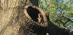 Allwood Tree Service