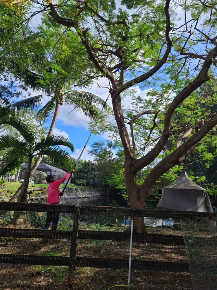Steve's Tree & Landscape - Dade