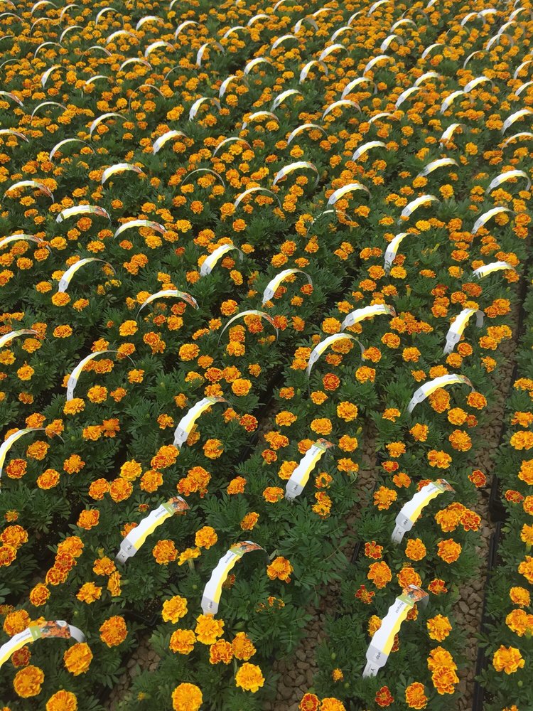 Altman Specialty Plant's