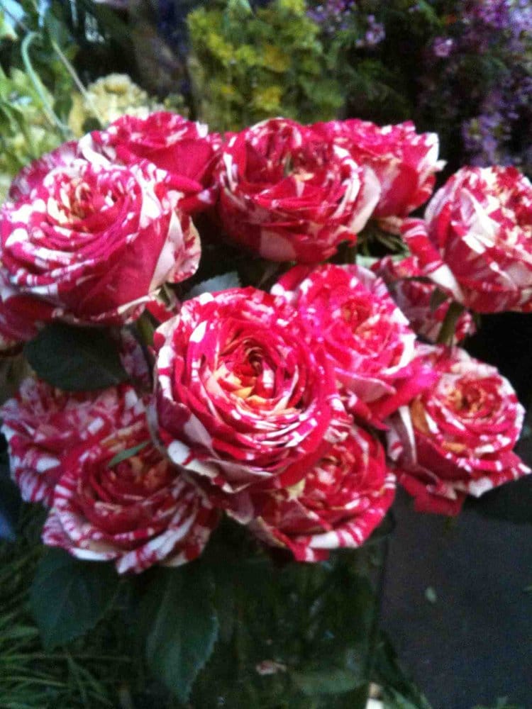 Beautiful And Rare Flowers Selected With Mom In Mind For Mothers Day