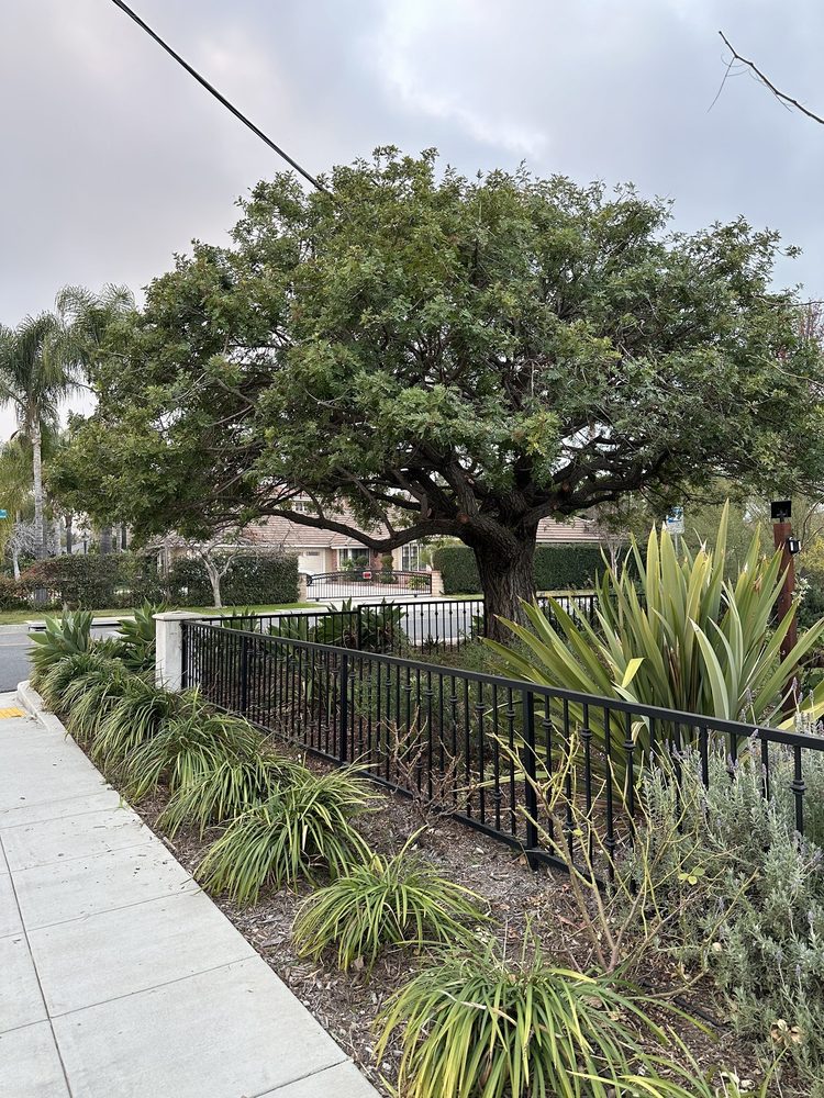 Villatoro Tree Care