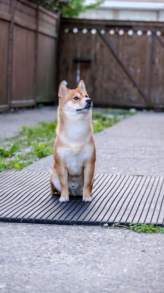 Jennifer's Dogs