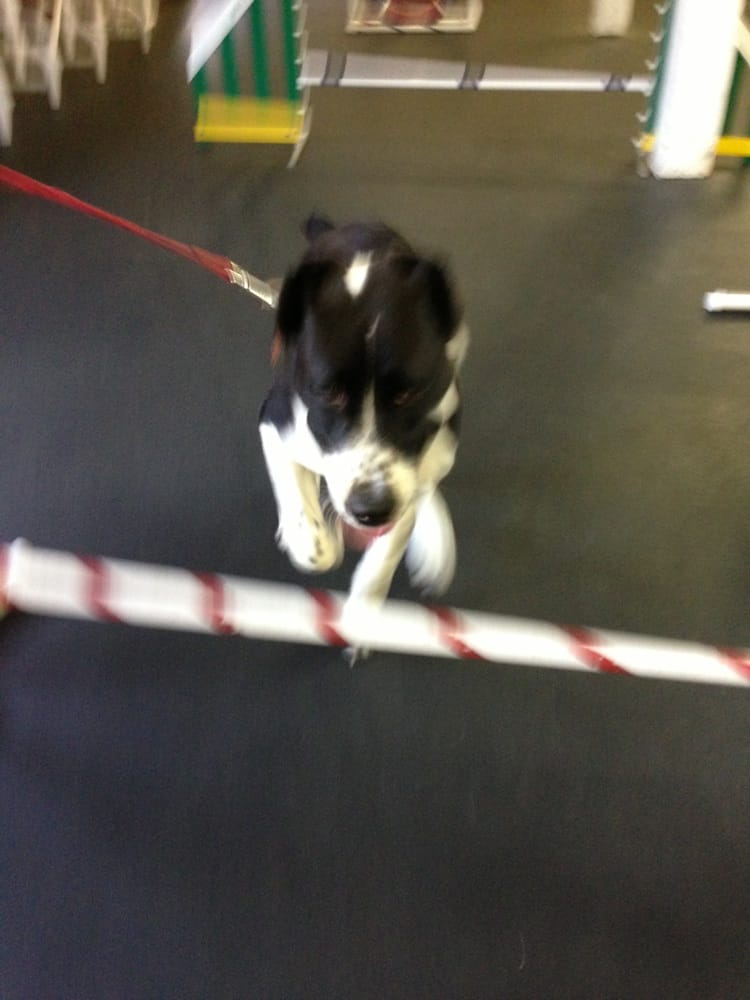 Dog Training Rockaway Nj Dog Training Rockaway Nj