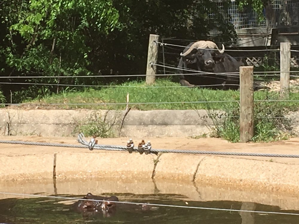 Louisiana Purchase Gardens & Zoo 65 Photos Zoos 1405 Bernstein