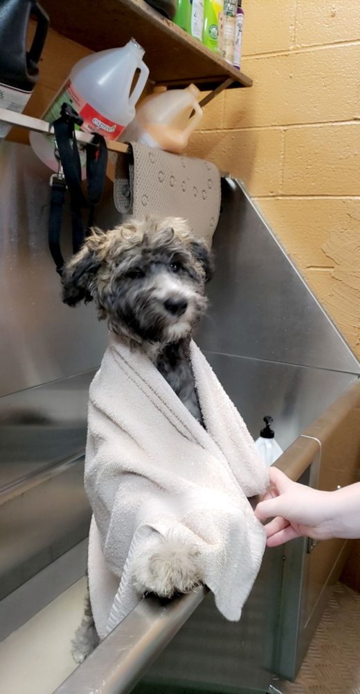 All God's Creatures Great & Small