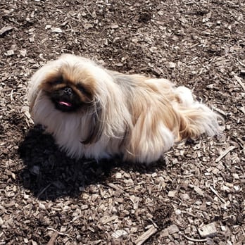 Dog Friendly Places In Richmond Dog Friendly Places In Richmond