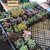 Heavenly Vintage Nursery 166 Photos 70 Reviews Nurseries Photo Of Heavenly Vintage Nursery Fountain Valley Ca United States 40 Succulents
