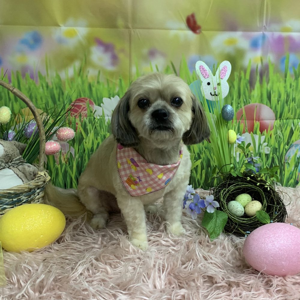 Anne-Marie’s Pet Styling