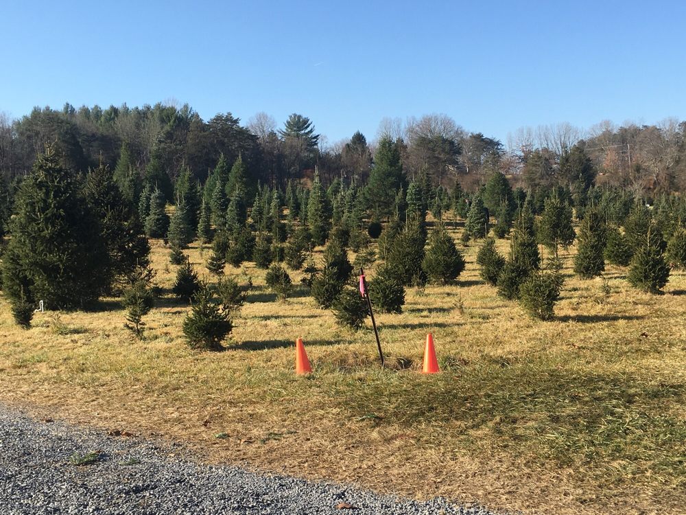 clouse pine hill farm christmas trees 2696 green clouse pine hill farm christmas trees 2696 green