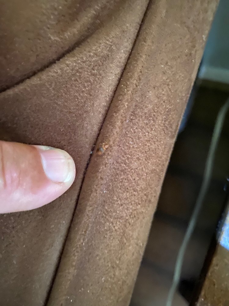 Bed Bug Texas Termite & Pest Control