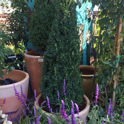 Nurseries Gardening In Fresno Yelp Evergreen Garden Center