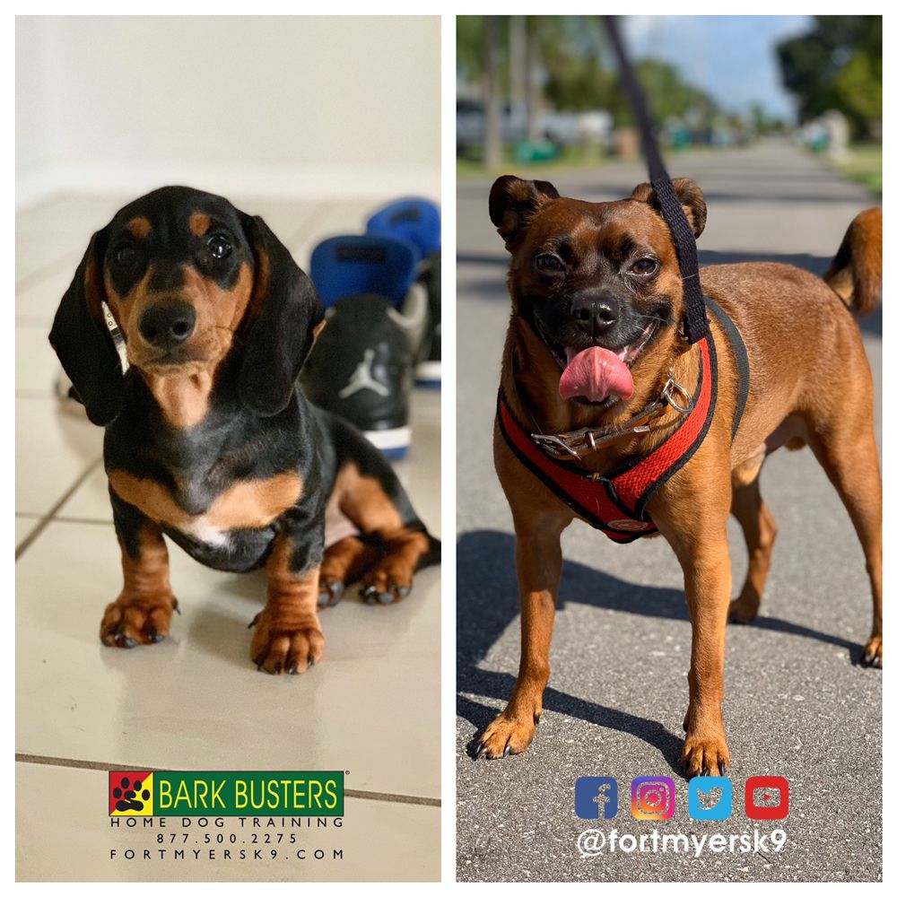 Bark Busters Home Dog Training Of Fort Myers Gift Card Fort Myers Fl Giftly