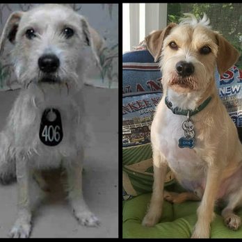 houston shaggy dog rescue houston shaggy dog rescue