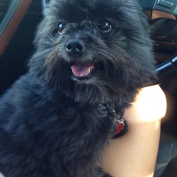 yuppie puppy oak park the yuppie puppy 13 photos 82 reviews pet groomers 807 n harlem ave oak park yuppie puppy oak park the yuppie puppy 13 photos 82 reviews pet groomers 807 n harlem ave oak park