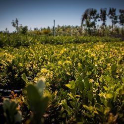 Green Hills Nursery, Inc - 15 Photos - Nurseries & Gardening - 2408 N