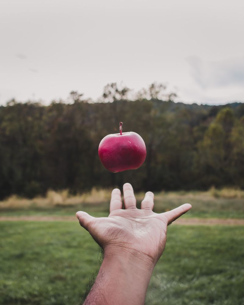 Stribling Orchard