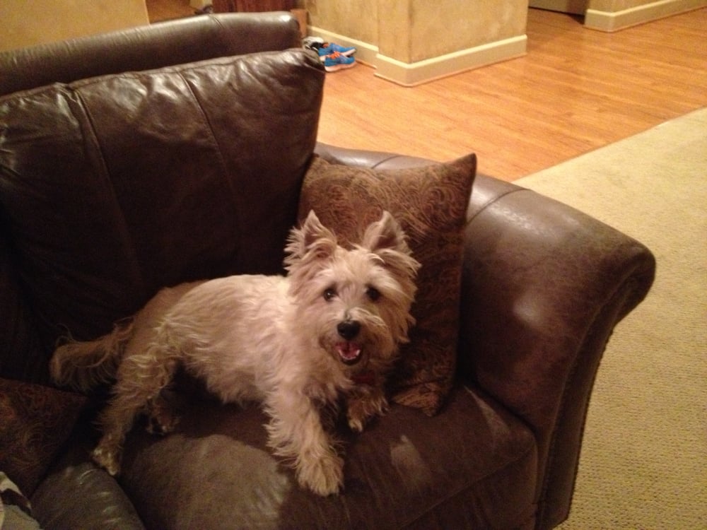 Jasper relaxing on his couch. - Yelp Jasper relaxing on his couch. - Yelp