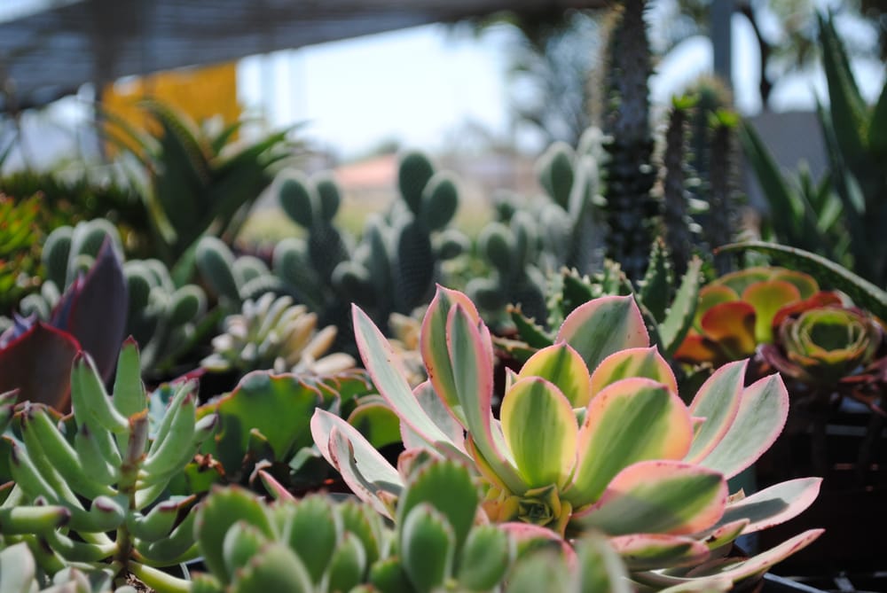 Monterey Landscape Construction