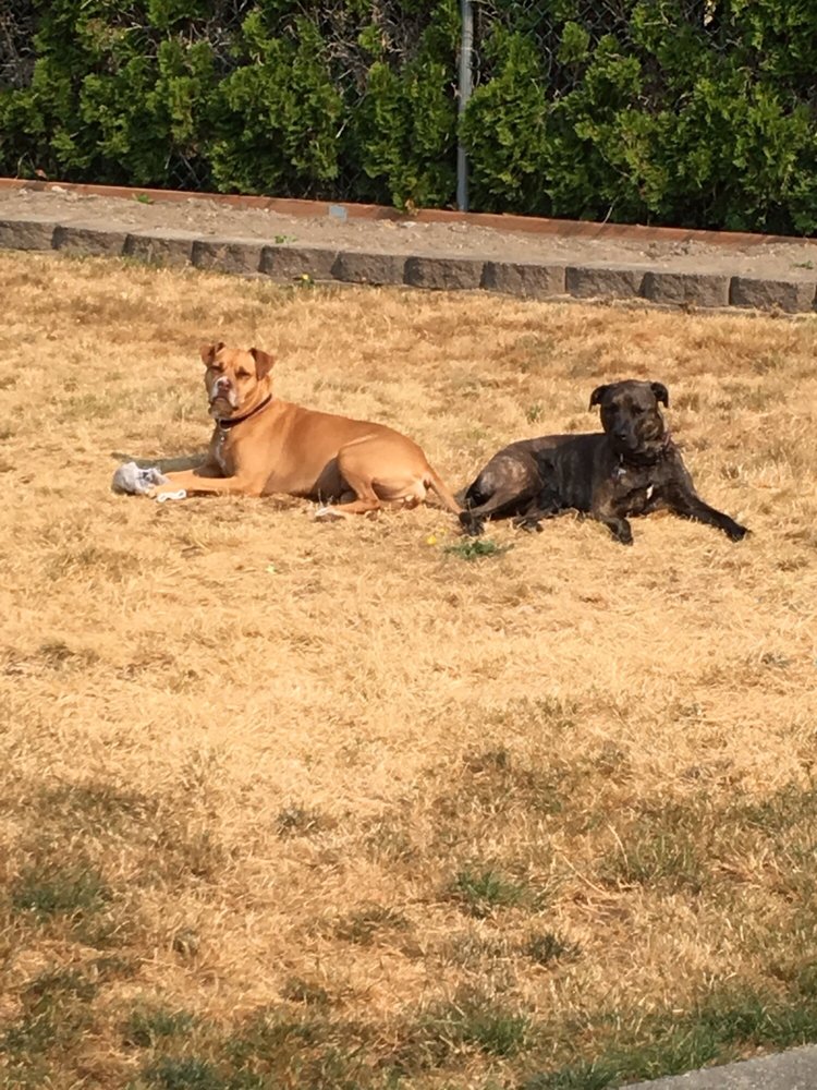 Paradise Pet Lodge 13 Photos & 70 Reviews Pet Boarding 10324