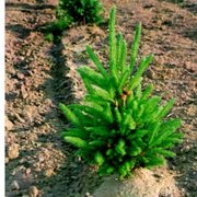 Sherman Nursery Farms Get Quote 19 Photos Snow Removal 2200 Photo Of Sherman Nursery Farms Columbus Mi United States