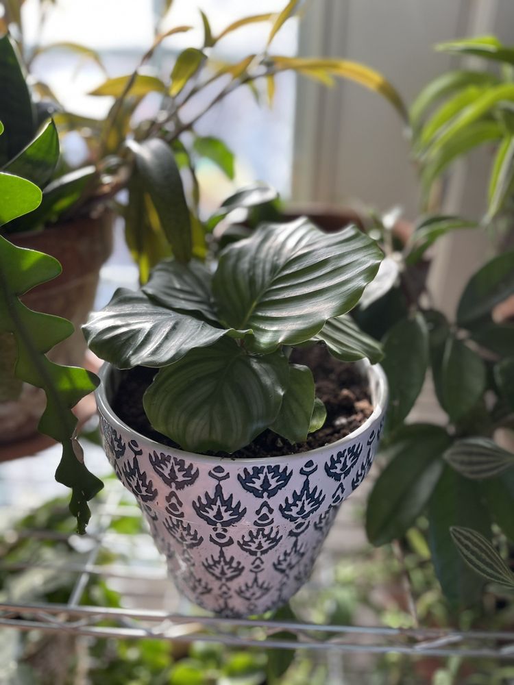 B.B. Barns The Garden Company