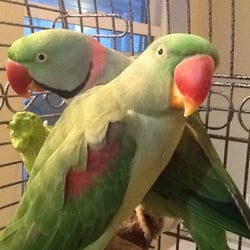 parrot sitter