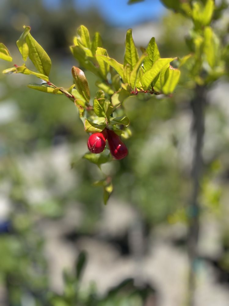 Almaden Valley Nursery