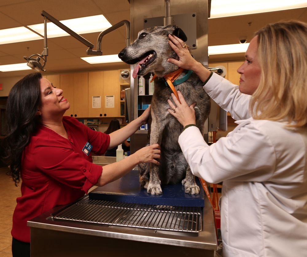 Banfield Pet Hospital 7290 W Bell Road Glendale Az 85308