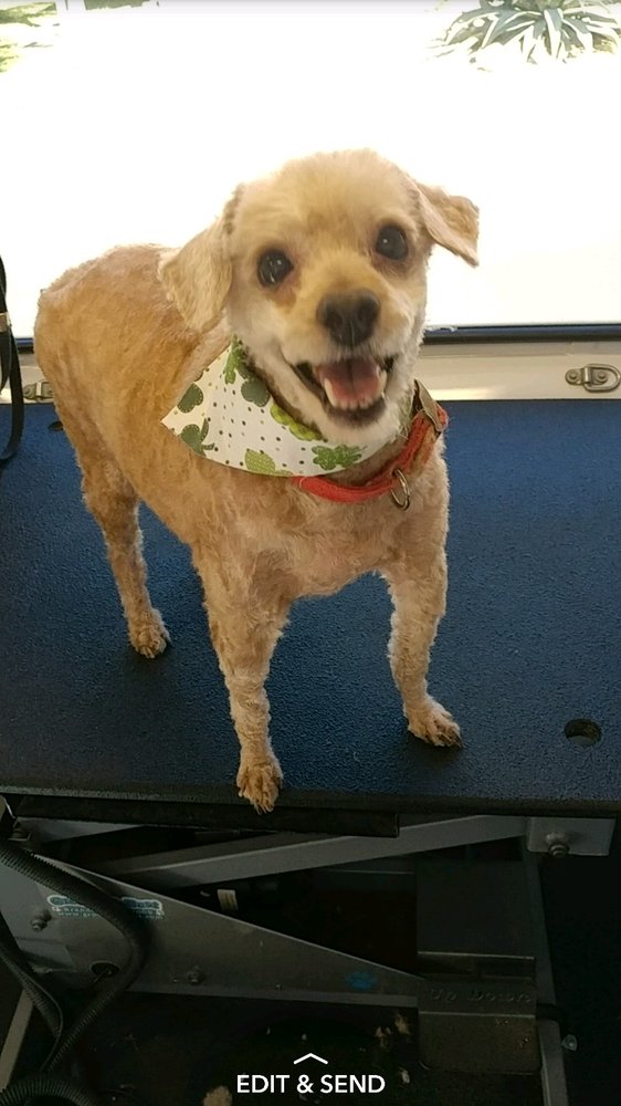 Aussie Pet Mobile Brevard County Image