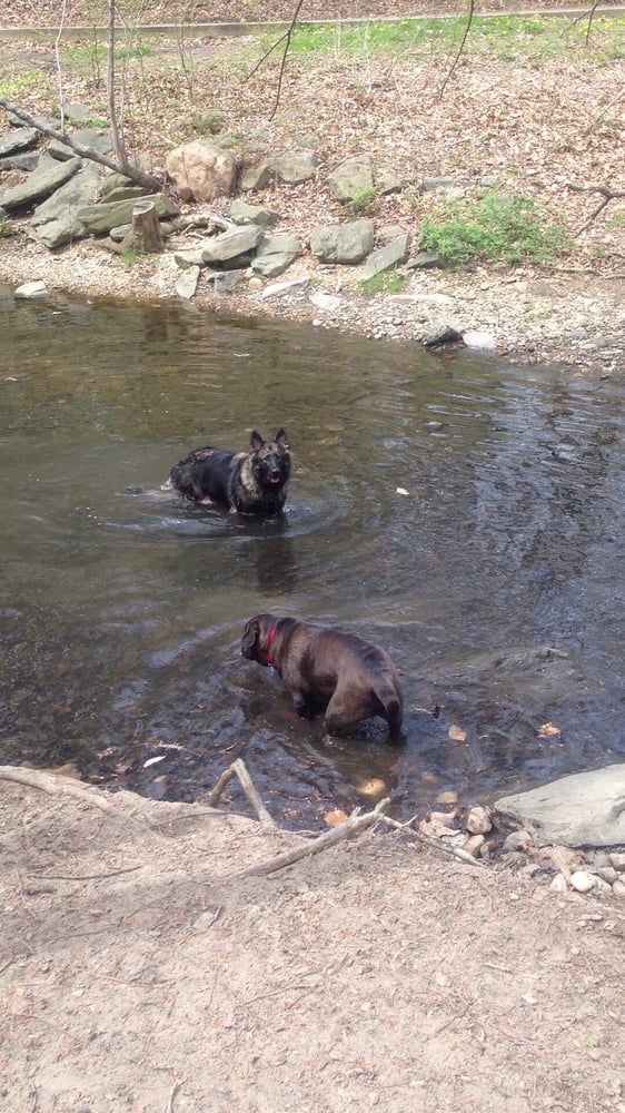 Glencarlyn Dog Park