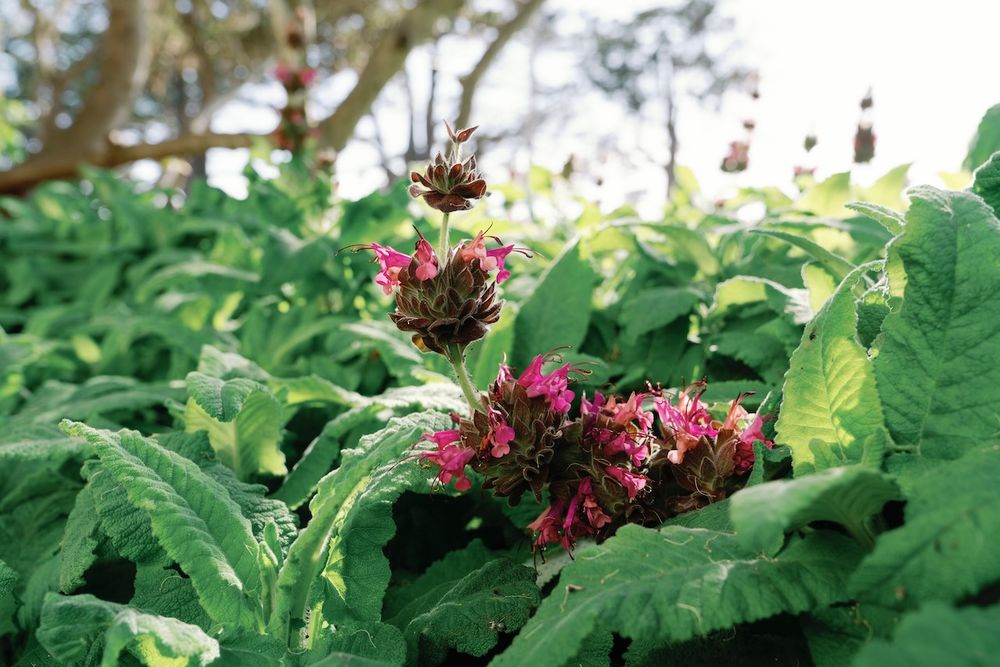 Wild Landscape Design