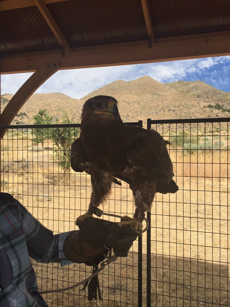 Raptor Adventures 10 Photos Zoos 1265 Deerlodge Rd, Reno, NV