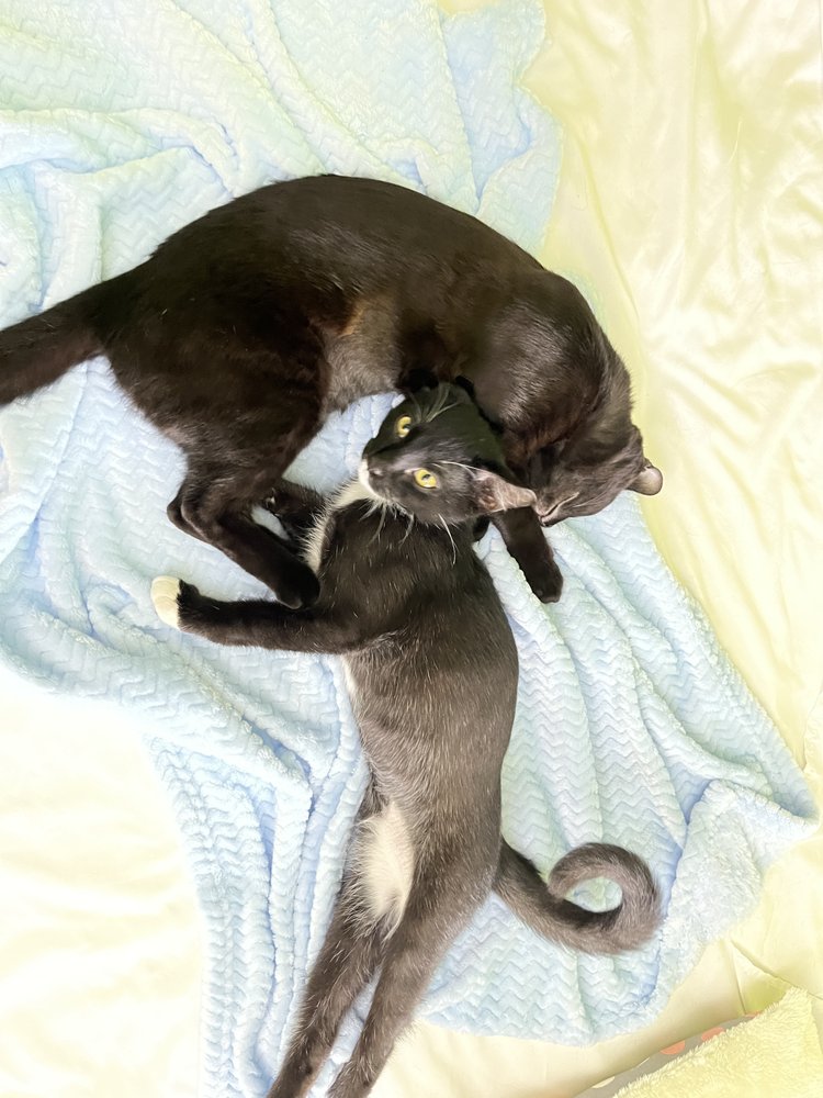 Hirsch Animal Hospital Image