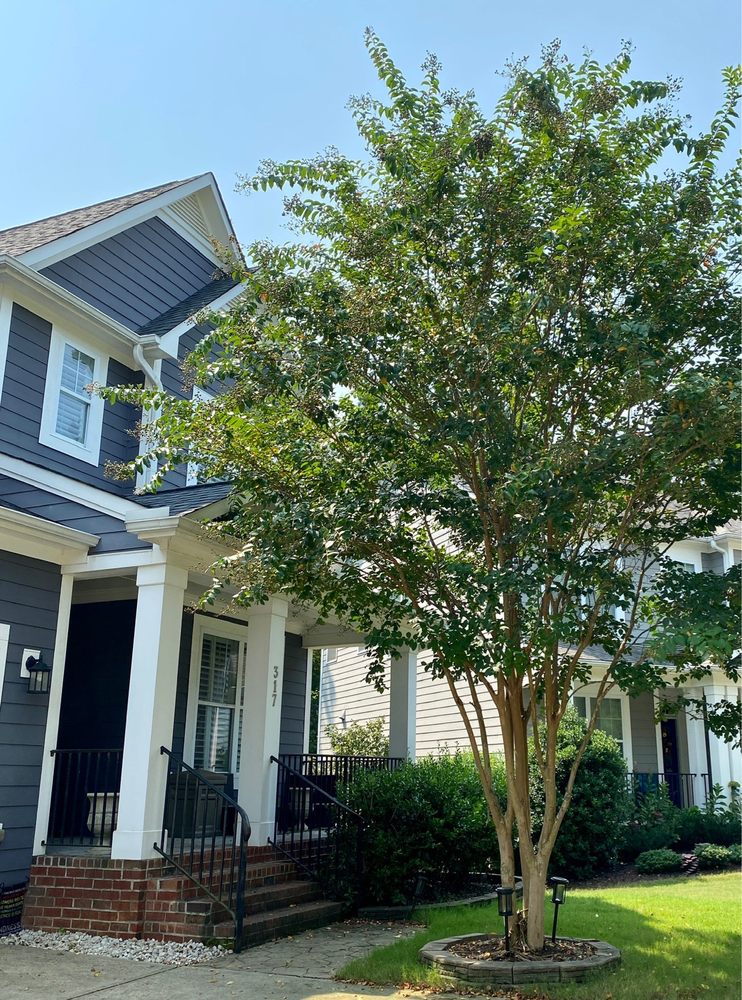 Amigo Tree Service Removal Stump Grinding Cary NC