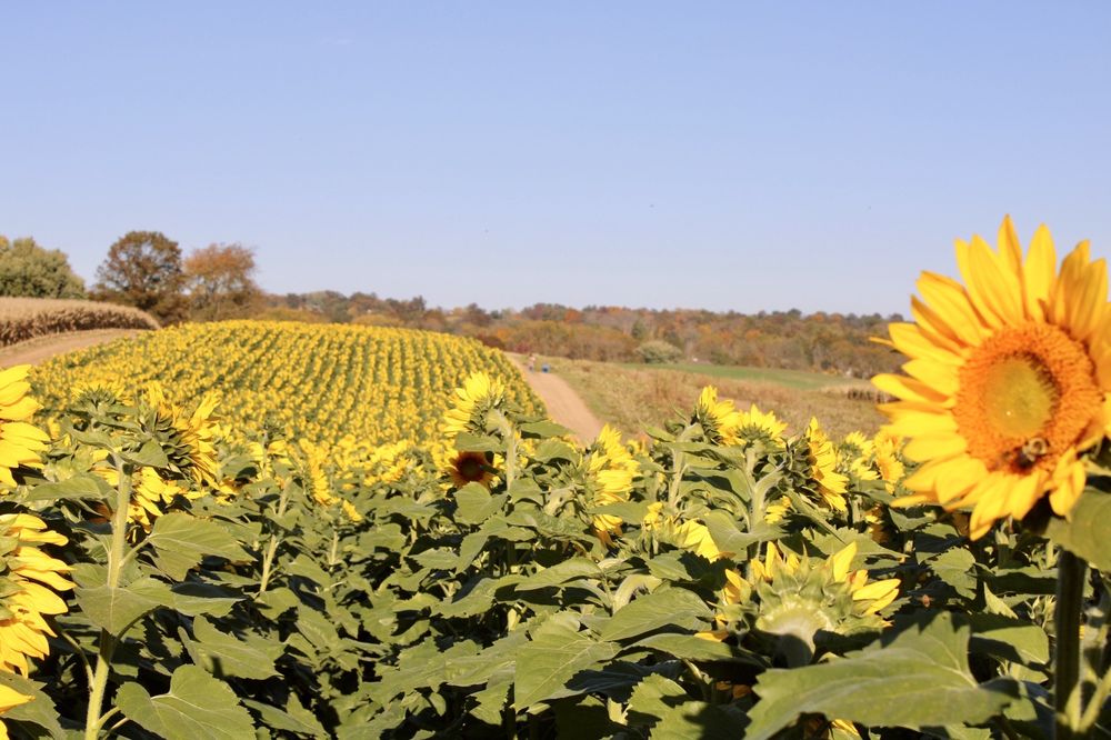 Olszanowski Farm