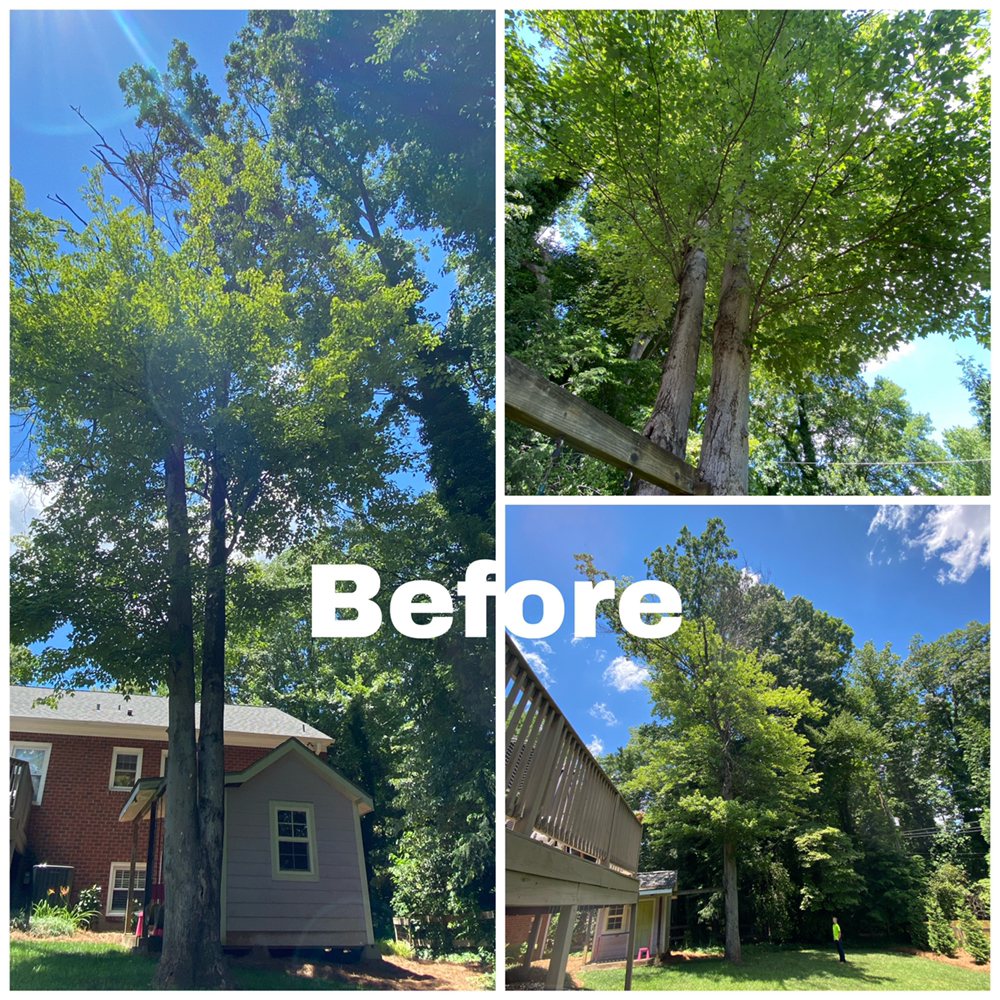 Cardinal Tree Service