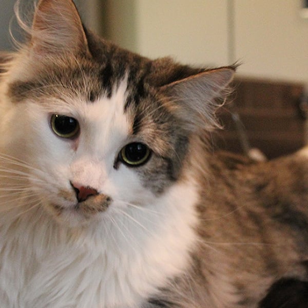 Paskapoo Pet Services