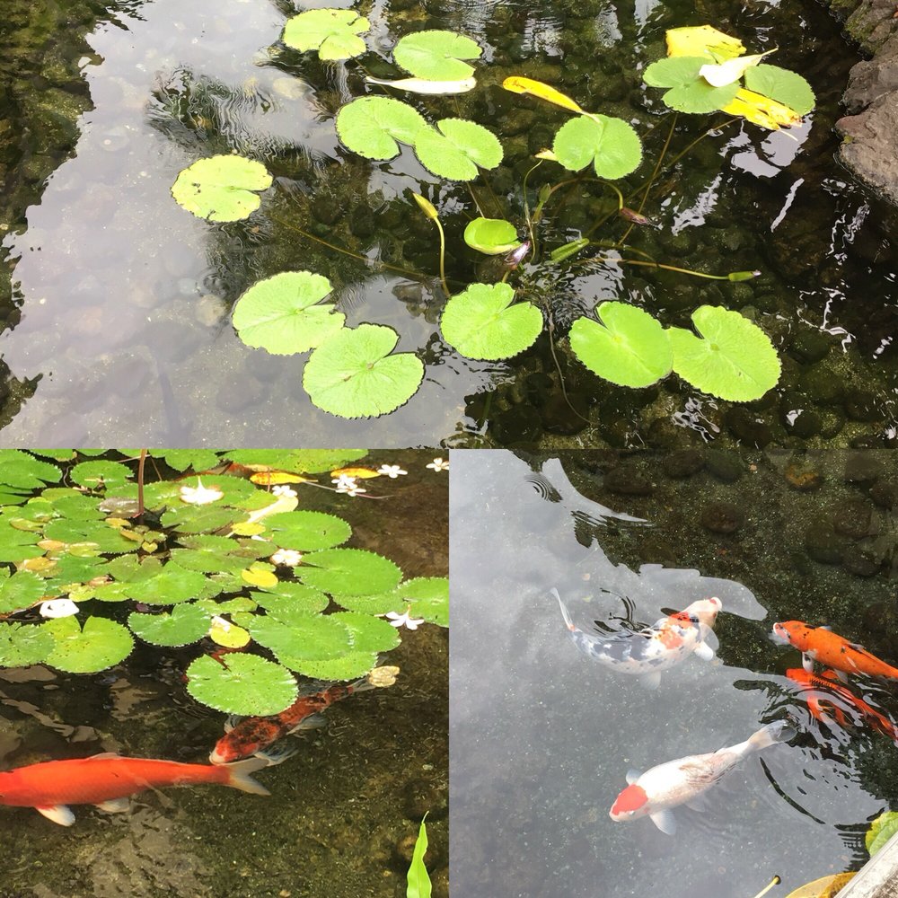 Koi pond - Yelp