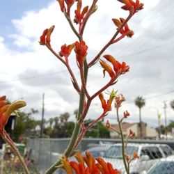 Parkview Nursery 77 Photos 40 Reviews Nurseries Gardening Photo Of Parkview Nursery Riverside Ca United States Kangaroo Paw