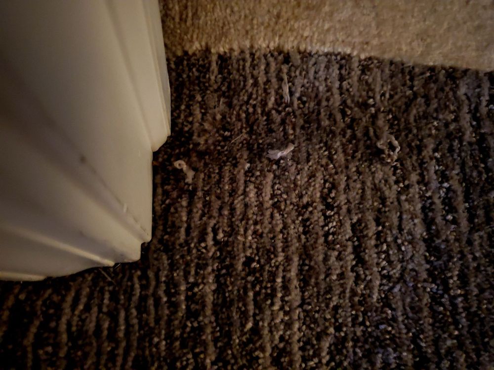 image of business Carpet Town