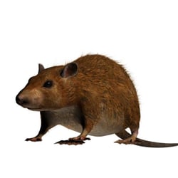 Eco Elite Pest Control 21 Photos 319 Reviews Photo Of Eco Elite Pest Control Kent Wa United States